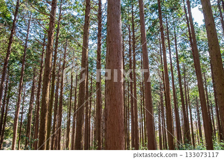 Hinoki no Mori Hinoki no Mori 133073117