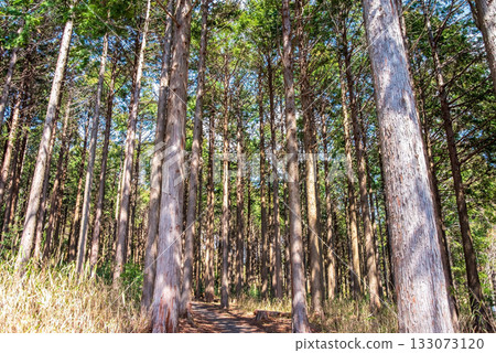 Hinoki no Mori 133073120