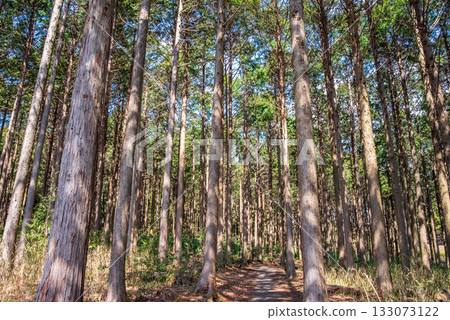 Hinoki no Mori Hinoki no Mori 133073122