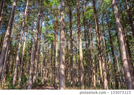 Hinoki no Mori 133073123