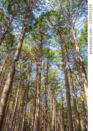 Hinoki no Mori 133073124