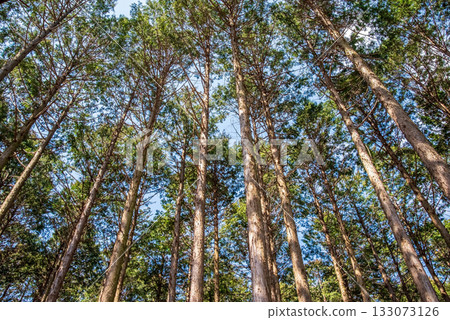 Hinoki no Mori Hinoki no Mori 133073126