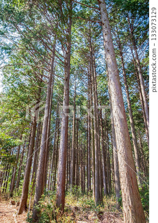 Hinoki no Mori 133073129