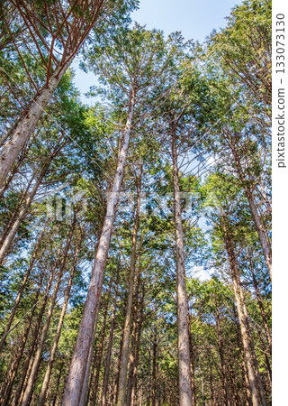 Hinoki no Mori Hinoki no Mori 133073130