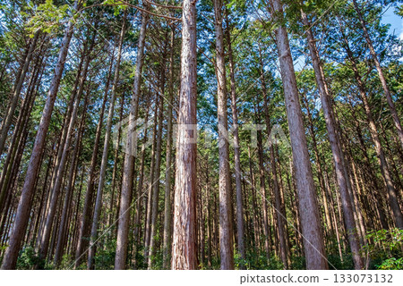 Hinoki no Mori Hinoki no Mori 133073132