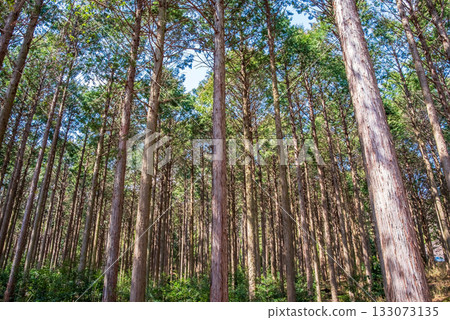 Hinoki no Mori Hinoki no Mori 133073135