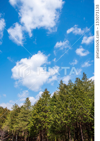 柏樹林與清爽的藍天 133073138