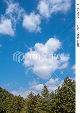 柏樹林與清爽的藍天 柏樹林與清爽的藍天 133073141