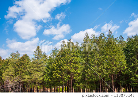 柏樹林與清爽的藍天 133073145