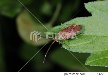 Living creatures, insects, Heliotrope turtle, mid-November. Its bright reddish-brown color makes it look like a different species from the one seen in autumn. Living creatures, insects, Heliotrope turtle, mid-November. Its bright reddish-brown color makes it look like a different species from the one seen in autumn. 133073228