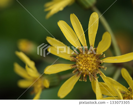 The lovely yellow Japanese butterbur flowers blooming in November after the rain 133073305