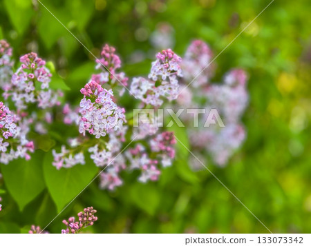 Delicate pink lilac blossoms in a lush garden with soft bokeh and bright greenery 133073342
