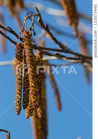 Small branch of black alder Alnus glutinosa with male catkins and female red flowers. Blooming alder in spring beautiful natural background with clear earrings and blurred background 133073448