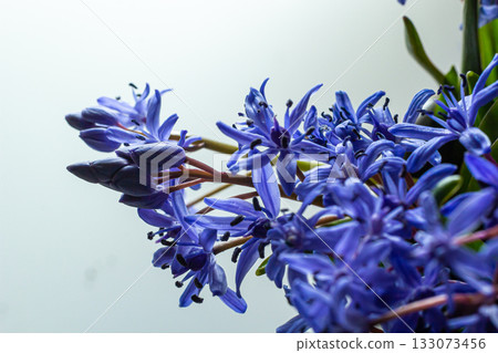 Flower design - floral border made of Scilla bifolia two-leaf squill or alpine squill isolated on white background with space for text. Spring decoration 133073456