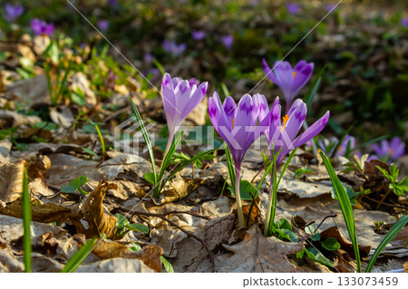 Close up detail with a Crocus heuffelianus or Crocus vernus spring giant crocus. purple flower blooming in the forest 133073459