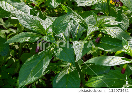 Scopolia carniolica, the European scopolia or henbane bell, is a poisonous plant belonging to the family Solanaceae Scopolia carniolica, the European scopolia or henbane bell, is a poisonous plant belonging to the family Solanaceae 133073481