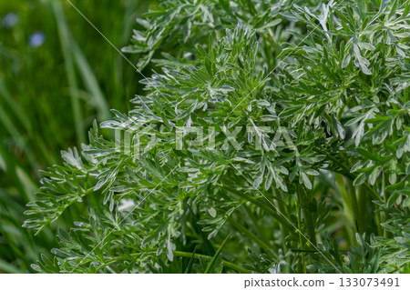 Bitter wormwood Artemisia absinthium bush grows in the wild Bitter wormwood Artemisia absinthium bush grows in the wild 133073491