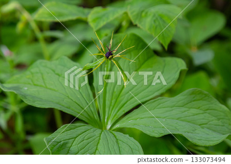 Paris quadrifolia in bloom. It is commonly known as herb Paris or true lover's knot 133073494