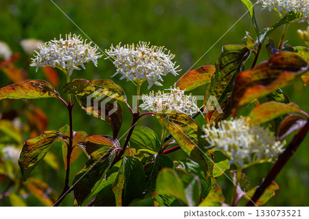 Cornus sanguinea red dog plant with flower and full leaf. Cornus drummondii, with tiny white flowers. Flowering shrub of Cornus controversy in the spring garden Cornus sanguinea red dog plant with flower and full leaf. Cornus drummondii, with tiny white flowers. Flowering shrub of Cornus controversy in the spring garden 133073521