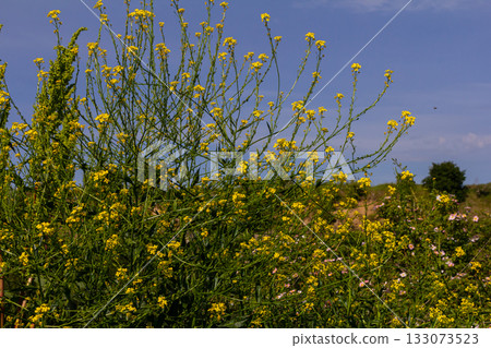 Turkish rocket flowers - Latin name - Bunias orientalis 133073523