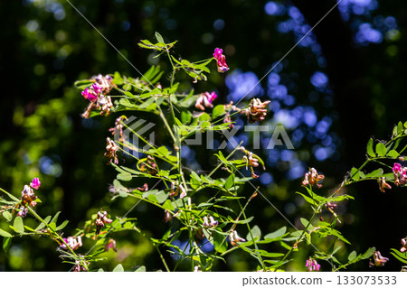 Lathyrus niger grows in the wild nature of the forest in spring 133073533