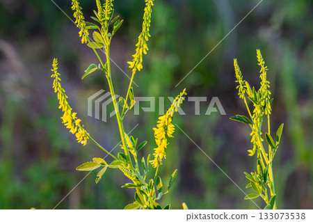 In the wild bloom Melilotus officinalis - honey, essential oil and medicinal plant In the wild bloom Melilotus officinalis - honey, essential oil and medicinal plant 133073538