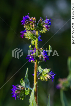 Anchusa officinalis, commonly known as the common bugloss or alkanet with green background 133073540