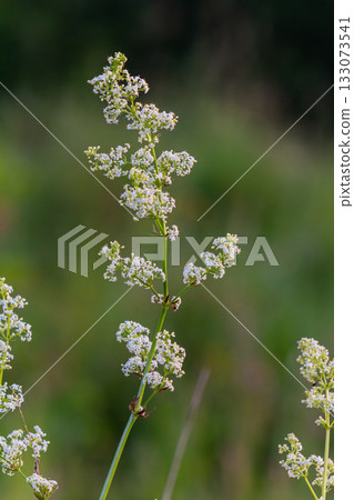 Beautiful blooming white bedstraw in June, galium album Beautiful blooming white bedstraw in June, galium album 133073541