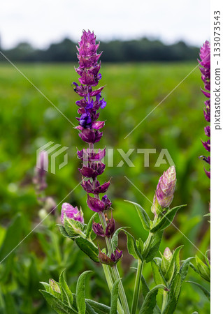 Salvia nemorosa, forest sage, beautiful bright color, violet blue flowers in bloom, muscadine flowering ornamental plants in the garden 133073543