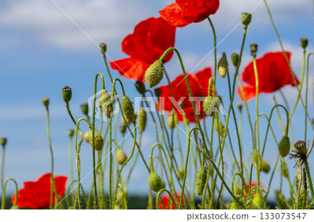 Papaver rhoeas or common poppy, red poppy is an annual herbaceous flowering plant in the poppy family, Papaveraceae, with red petals Papaver rhoeas or common poppy, red poppy is an annual herbaceous flowering plant in the poppy family, Papaveraceae, with red petals 133073547