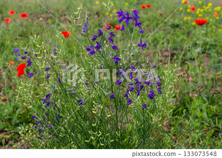 macro flowers of purple field delphinium, consolida, beautiful flowers, botany 133073548