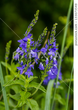 Veronica spicata spiked speedwell syn. Pseudolysimachion spicatum is a species of flowering plant in the family Plantaginaceae 133073549