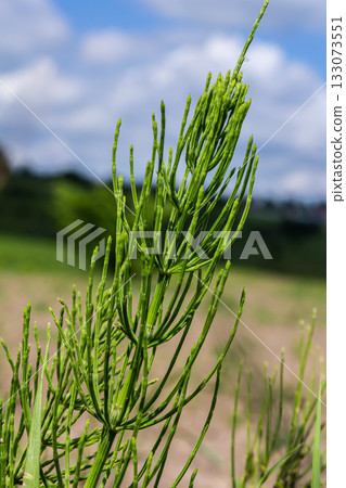 Horsetail field Equisetum arvense grows in the wild Horsetail field Equisetum arvense grows in the wild 133073551