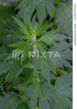 Leonurus cardiaca, known as motherwort. Other common names include throw-wort, lion's ear, and lion's tail. Medicinal plant. Grows in nature 133073552