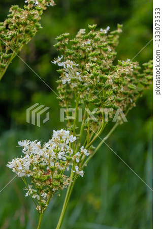 Filipendula vulgaris blooming in early summer in a pasture. Commonly known as dropwort or fern-leaf dropwort, is a perennial herbaceous plant in the family Rosaceae 133073553