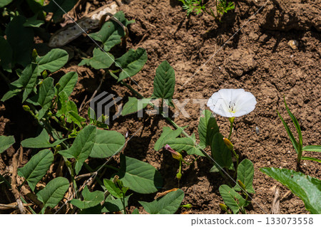 Field bindweed or Convolvulus arvensis European bindweed Creeping Jenny Possession vine herbaceous perennial plant with open and closed white flowers surrounded with dense green leaves 133073558