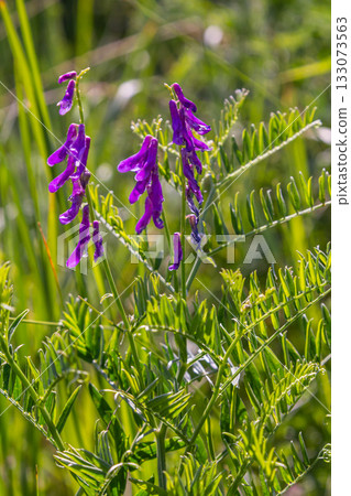 Vetch, vicia cracca valuable honey plant, fodder, and medicinal plant. Fragile purple flowers background. Woolly or Fodder Vetch blossom in spring garden Vetch, vicia cracca valuable honey plant, fodder, and medicinal plant. Fragile purple flowers background. Woolly or Fodder Vetch blossom in spring garden 133073563