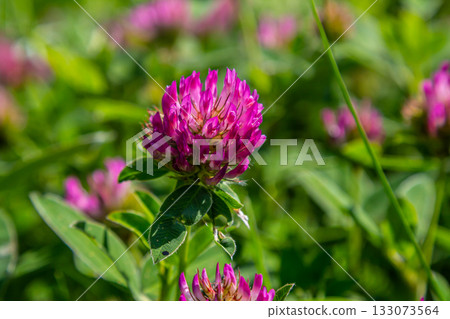 Wild red clover flower isolated Trifolium pratense, with green nature background Wild red clover flower isolated Trifolium pratense, with green nature background 133073564
