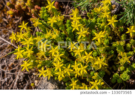 Muller seeds in forest bed. Sedum acre. Yellow flowers growing in the field Muller seeds in forest bed. Sedum acre. Yellow flowers growing in the field 133073565
