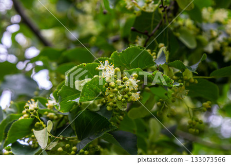 Linden, linden blossom with green leaves on a tree in summer 133073566