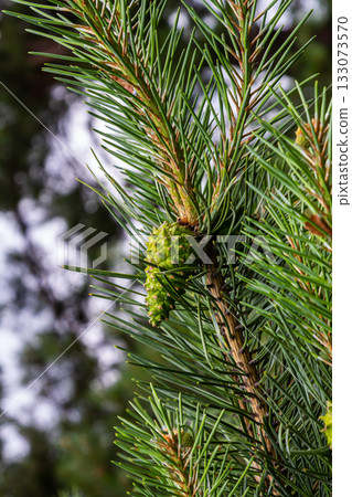 a small-growing cedar pine.Pinus pumila with big green cones in a sunny summer garden. Floral wallpaper a small-growing cedar pine.Pinus pumila with big green cones in a sunny summer garden. Floral wallpaper 133073570