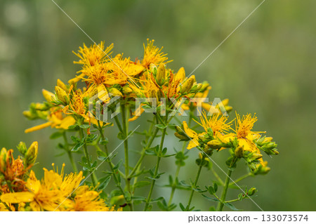 flowers of Saint Johns wort, Hypericum perforatum 133073574