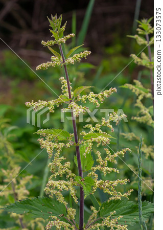 Urtica dioica or stinging nettle, in the garden. Stinging nettle, a medicinal plant that is used as a bleeding, diuretic, antipyretic, wound healing, antirheumatic agent Urtica dioica or stinging nettle, in the garden. Stinging nettle, a medicinal plant that is used as a bleeding, diuretic, antipyretic, wound healing, antirheumatic agent 133073575