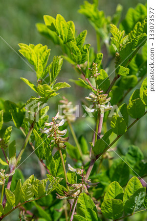 In the spring Chamaecytisus ruthenicus blooms in the wild In the spring Chamaecytisus ruthenicus blooms in the wild 133073577