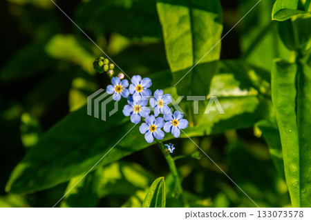 Water forget-me-not Myosotis scorpioides Myosotis palustris Myosotis flower tender flowers blossoming in spring time natural floral background Water forget-me-not Myosotis scorpioides Myosotis palustris Myosotis flower tender flowers blossoming in spring time natural floral background 133073578
