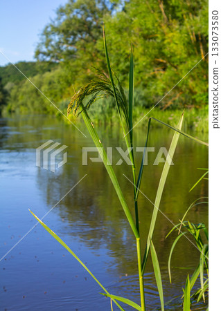 On the banks of the river and in the water, the forage grain Glyceria maxima grows On the banks of the river and in the water, the forage grain Glyceria maxima grows 133073580