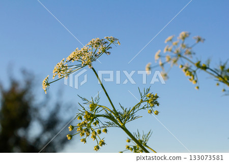 White flowering Caraway plant, or meridian fennel or Persian cumin or Carum carvi, close up White flowering Caraway plant, or meridian fennel or Persian cumin or Carum carvi, close up 133073581