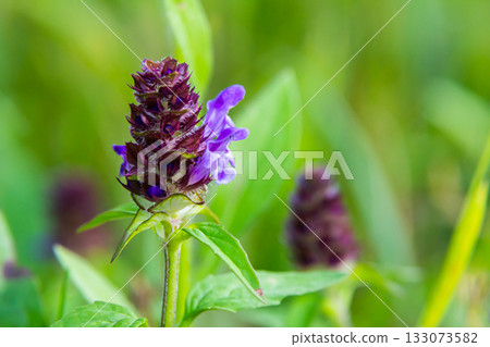 Prunella Vulgaris makro single natural flower, medicinal herbs nature background Prunella Vulgaris makro single natural flower, medicinal herbs nature background 133073582