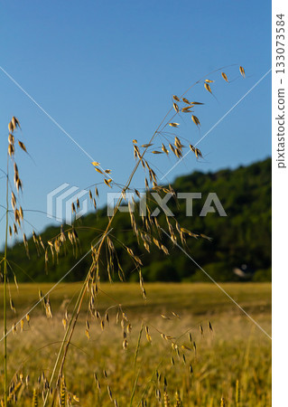 Fatua oatmeal. Stem, leaf and hanging ears of wild oats. Grasses 133073584