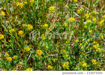 Medicago falcata, plant species of the genus Medicago. It is native to much of Europe and Asia Medicago falcata, plant species of the genus Medicago. It is native to much of Europe and Asia 133073593